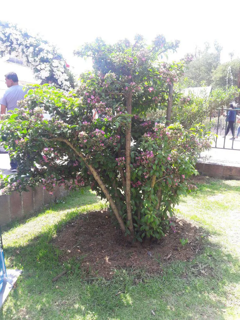 Festival Bush (Ceratopetalum Gummiferum) — cream flowers that morph into vibrant calyces