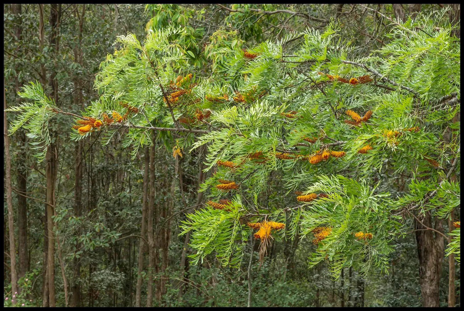 Festival Bush (Ceratopetalum Gummiferum) — It thrives in well-drained