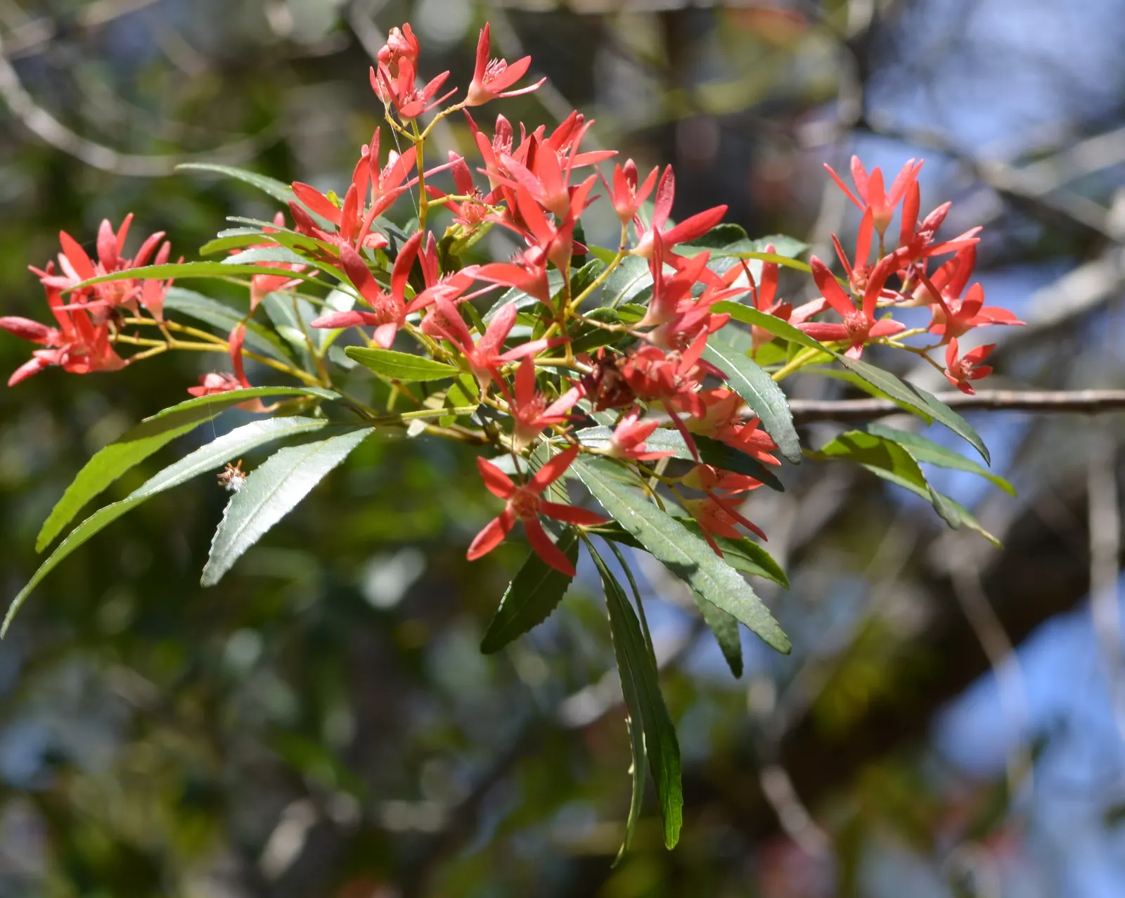 Festival Bush (Ceratopetalum Gummiferum) — enjoys full sun to partial shade