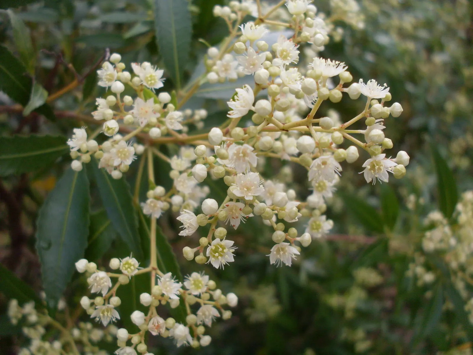 Festival Bush (Ceratopetalum Gummiferum) — commonly known as the Festival Bush or New South Wales Christmas Bush