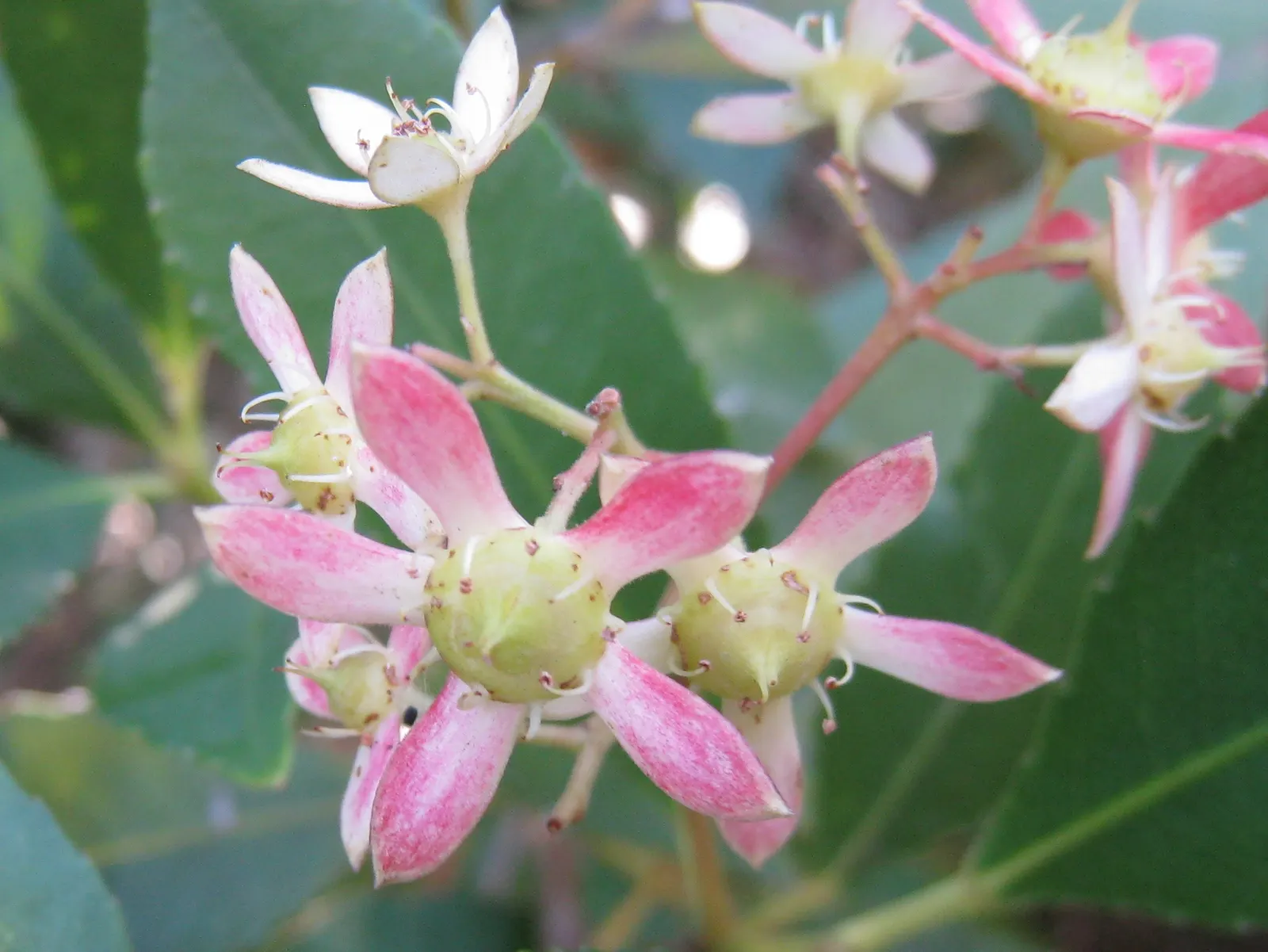 Festival Bush (Ceratopetalum Gummiferum) — is an evergreen Australian native that captivates with star-shaped