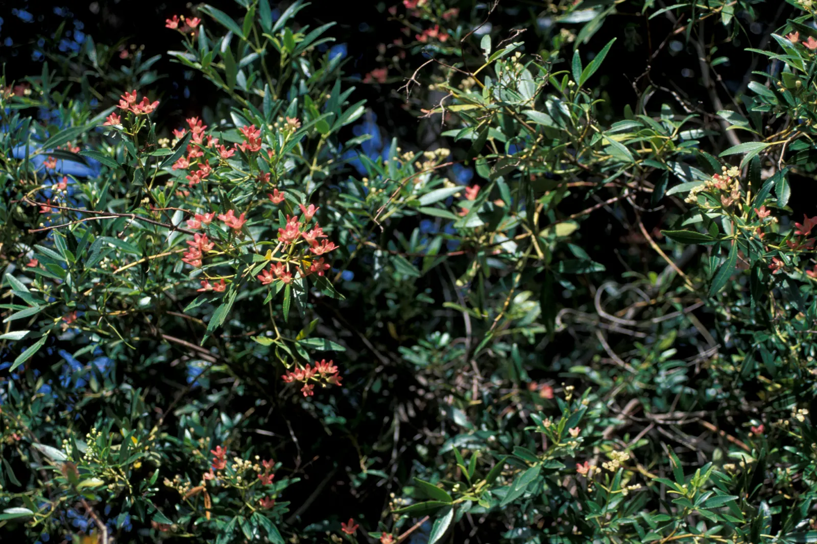 Festival Bush (Ceratopetalum Gummiferum) — this mid-sized shrub or small tree typically reaches heights of 15 to 25 feet
