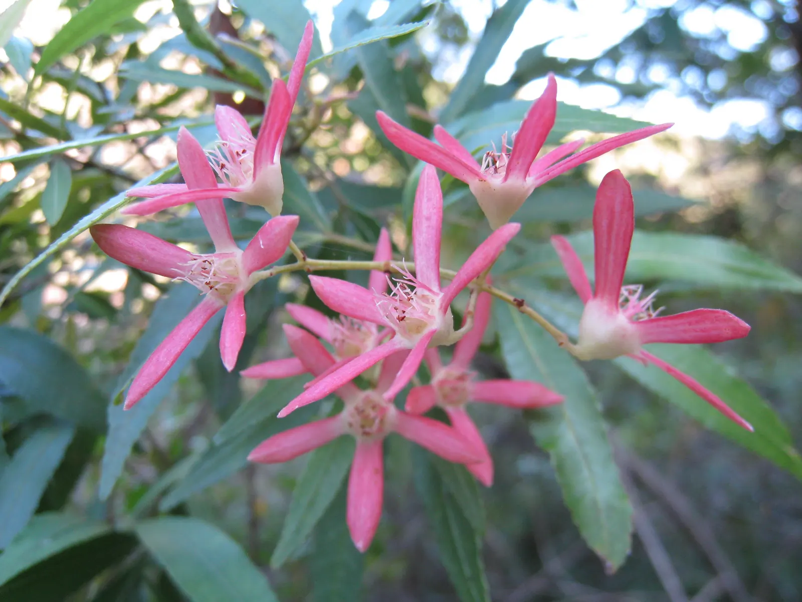 Festival Bush (Ceratopetalum Gummiferum) — Native to the coastal regions of New South Wales
