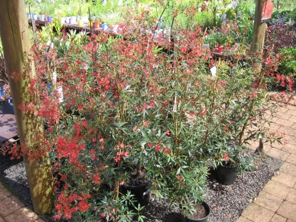 Festival Bush (Ceratopetalum Gummiferum) — is a captivating addition to any landscape design