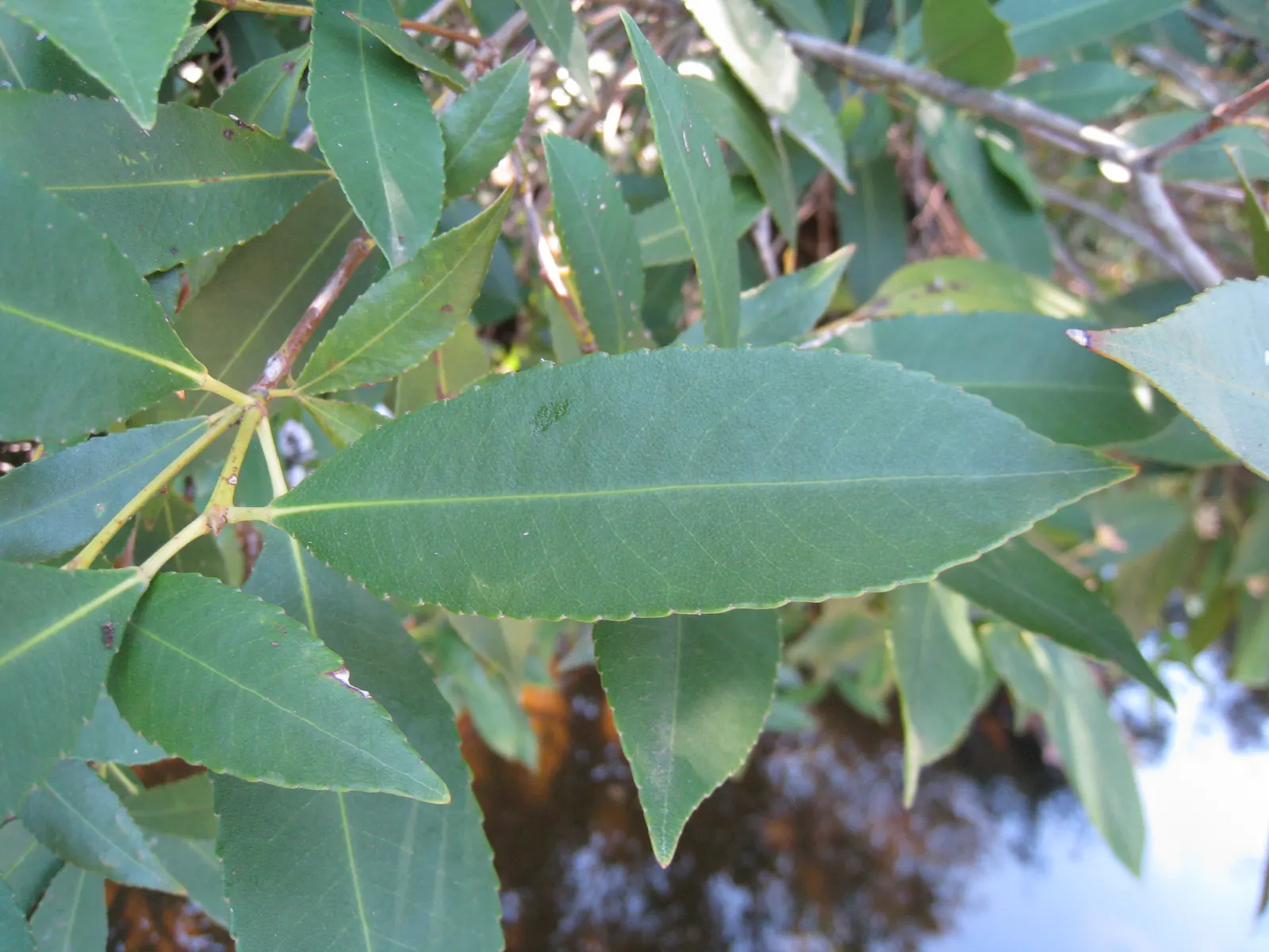 Festival Bush (Ceratopetalum Gummiferum) — This plant typically ranges from 10-20 feet in height and spreads to about 5-10 feet