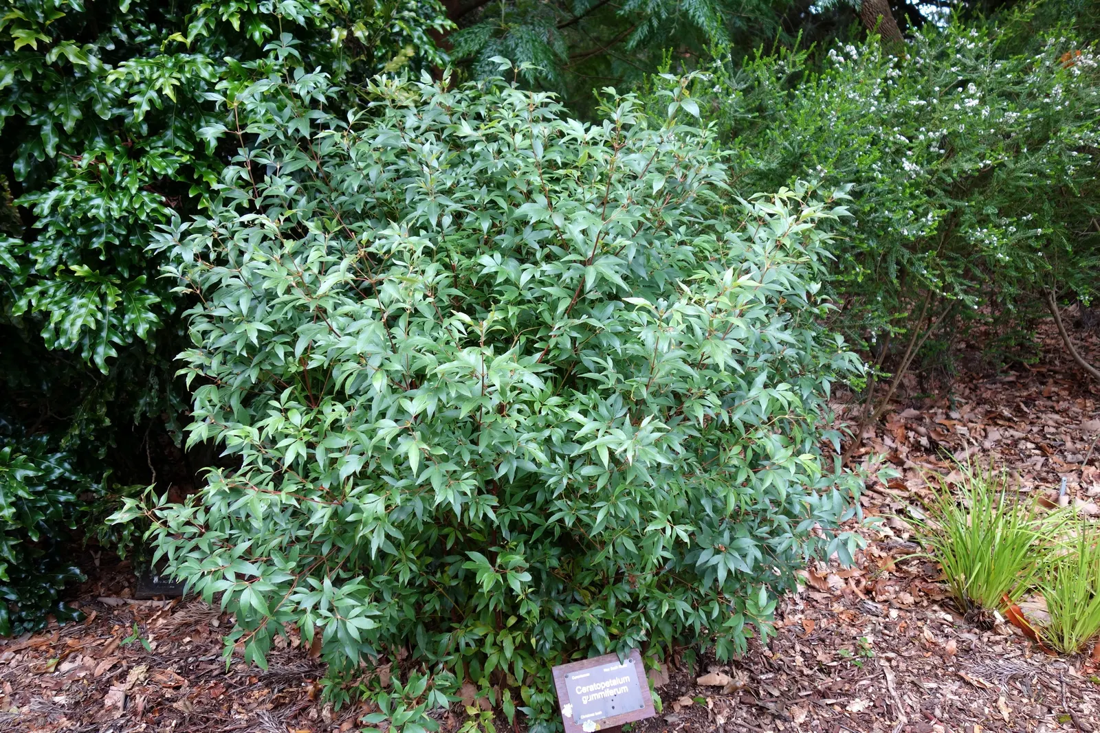 Festival Bush (Ceratopetalum Gummiferum) — making it an excellent choice for structured landscape designs