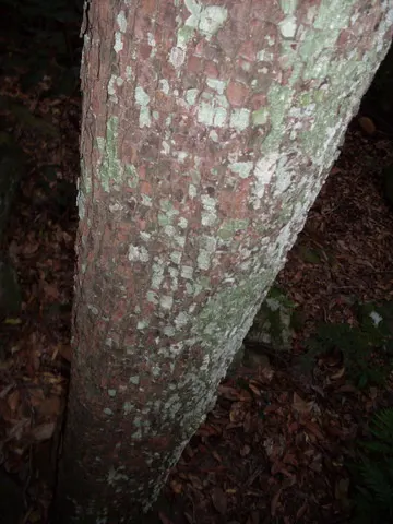 Festival Bush (Ceratopetalum Gummiferum) — and is adaptable to pruning