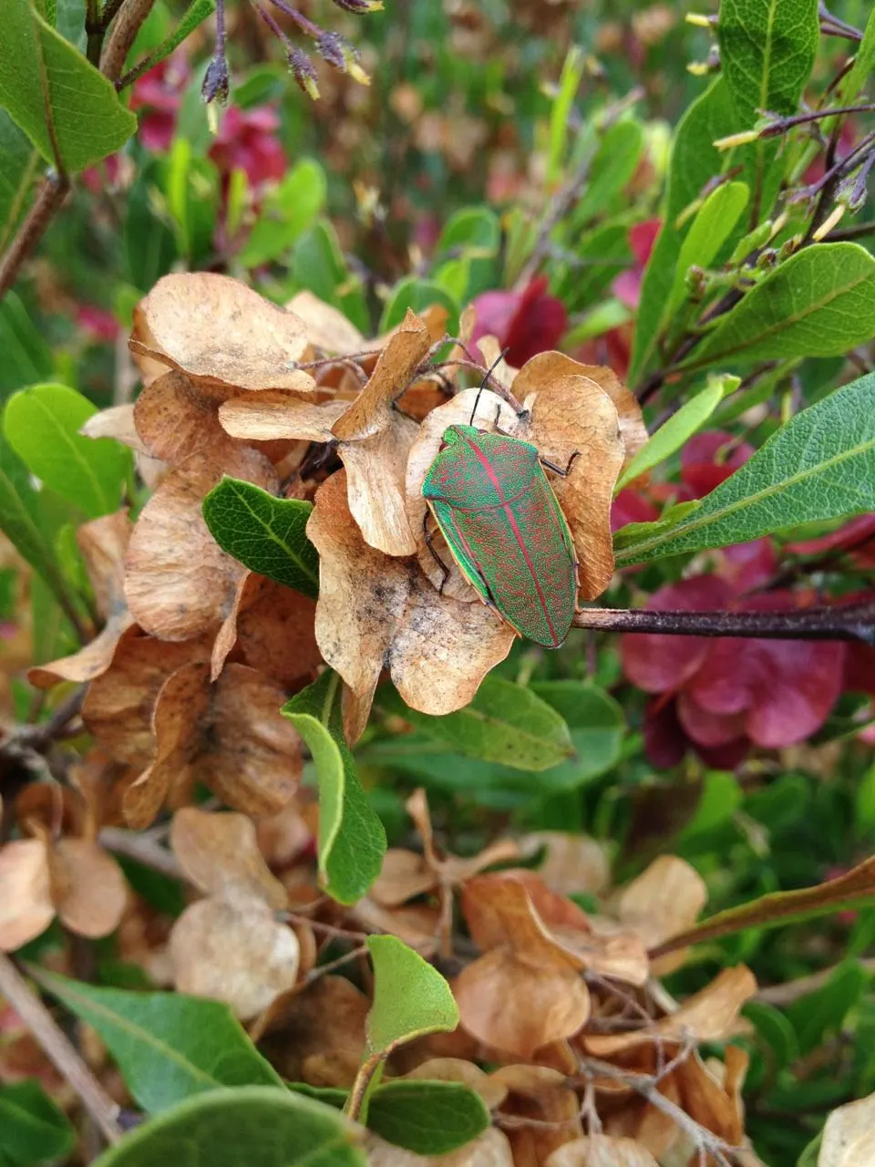 Festival Bush (Ceratopetalum Gummiferum) — resembling festive confetti