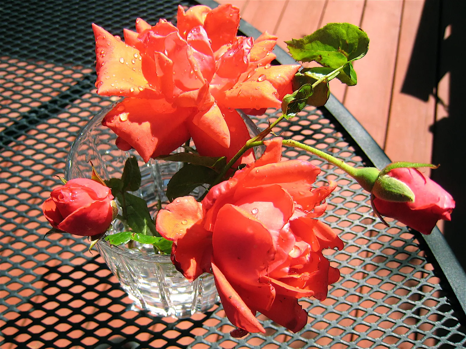 Festival Bush (Ceratopetalum Gummiferum) — particularly prized for its festive color display