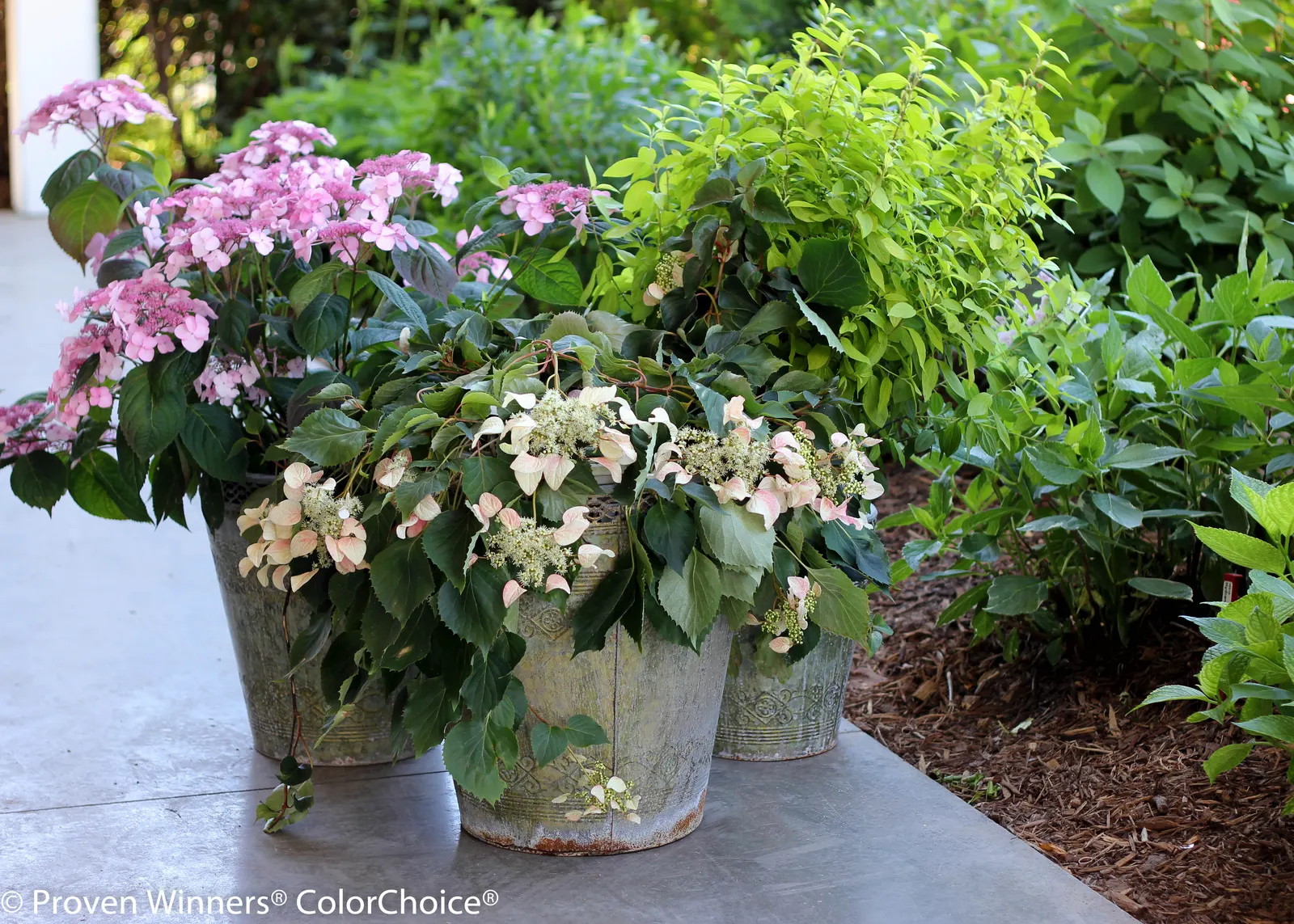 Tuff Stuff™ Reblooming Mountain Hydrangea (Hydrangea serrata) — It matures to 24-36 inches tall and wide with a tidy mounded habit