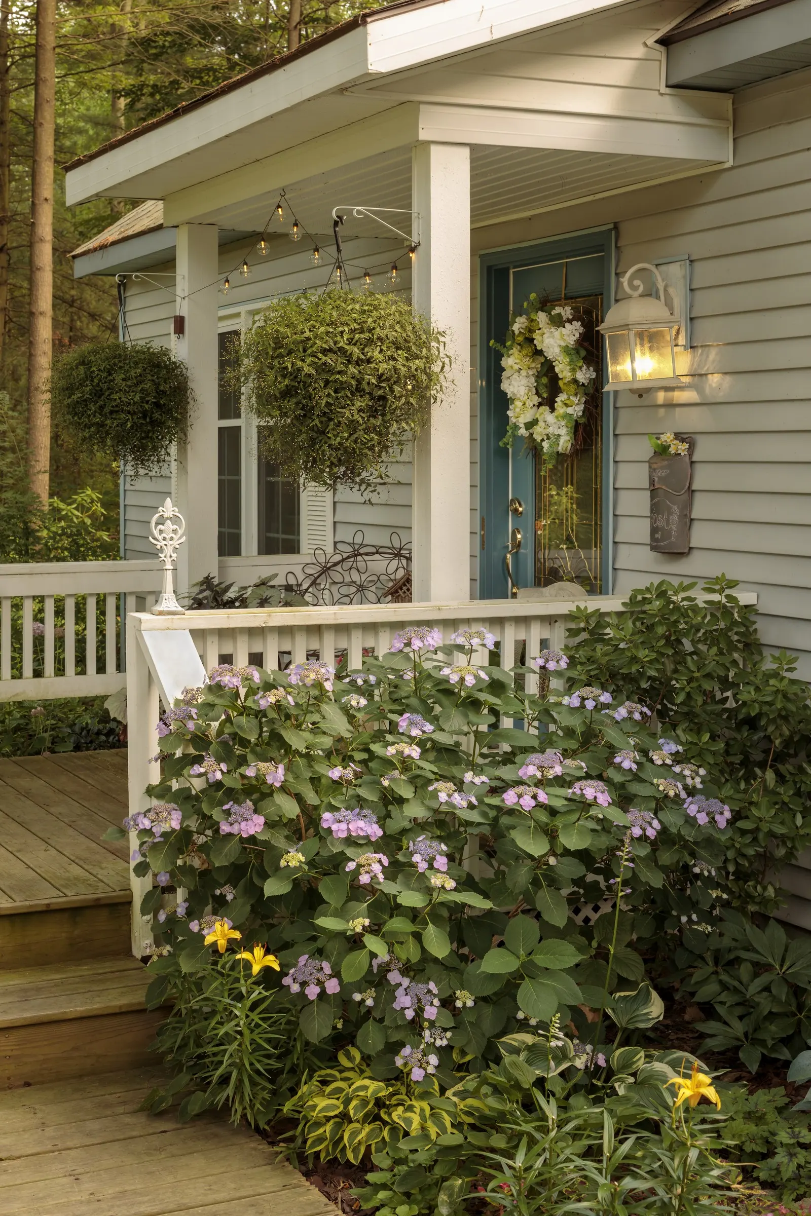 Tuff Stuff™ Reblooming Mountain Hydrangea (Hydrangea serrata) — set against fresh green foliage