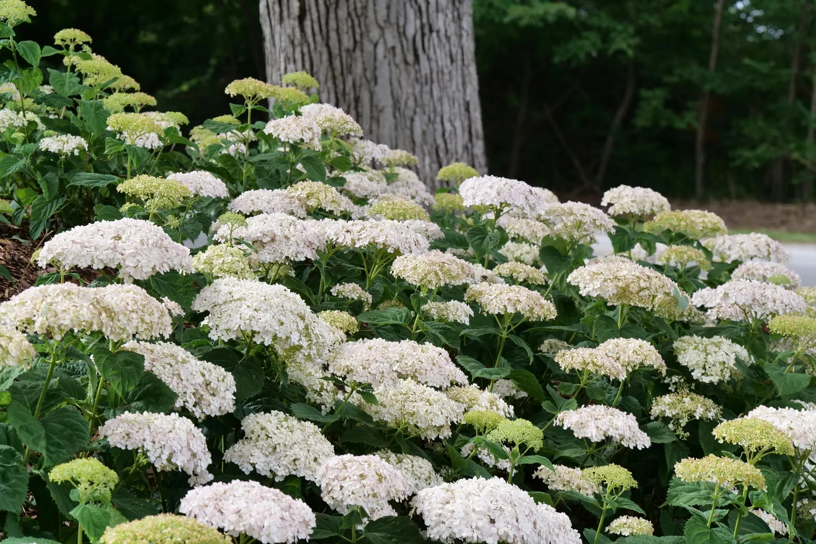 Invincibelle Wee White® Smooth hydrangea (Hydrangea arborescens) — commonly referred to as Invincibelle Wee White® Smooth hydrangea