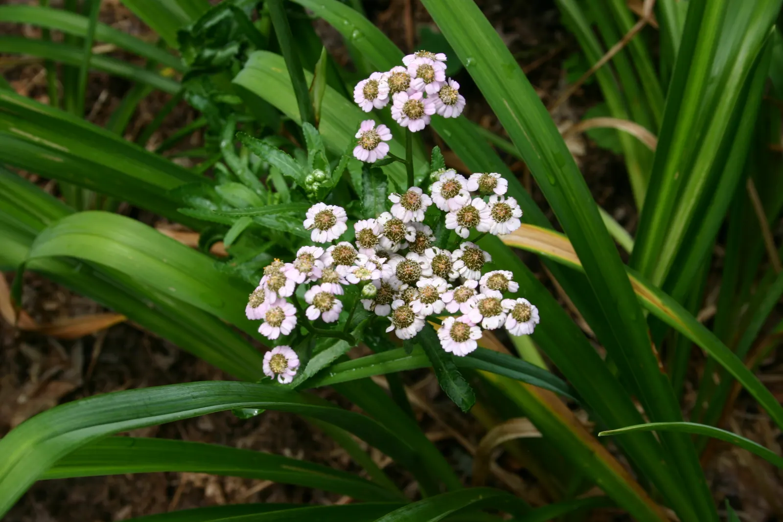 Yarrow Hybrids (Achillea Hybrids) — These sun-loving plants typically reach heights of 2 to 3 feet and spread about 2 feet wide
