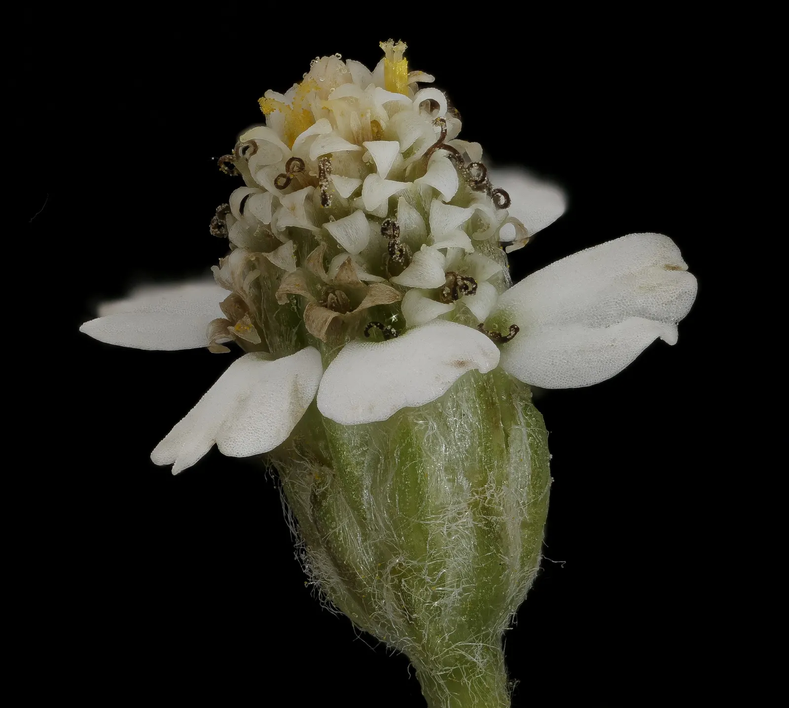 Yarrow Hybrids (Achillea Hybrids) — are popular perennials offering an array of colors from white to pink