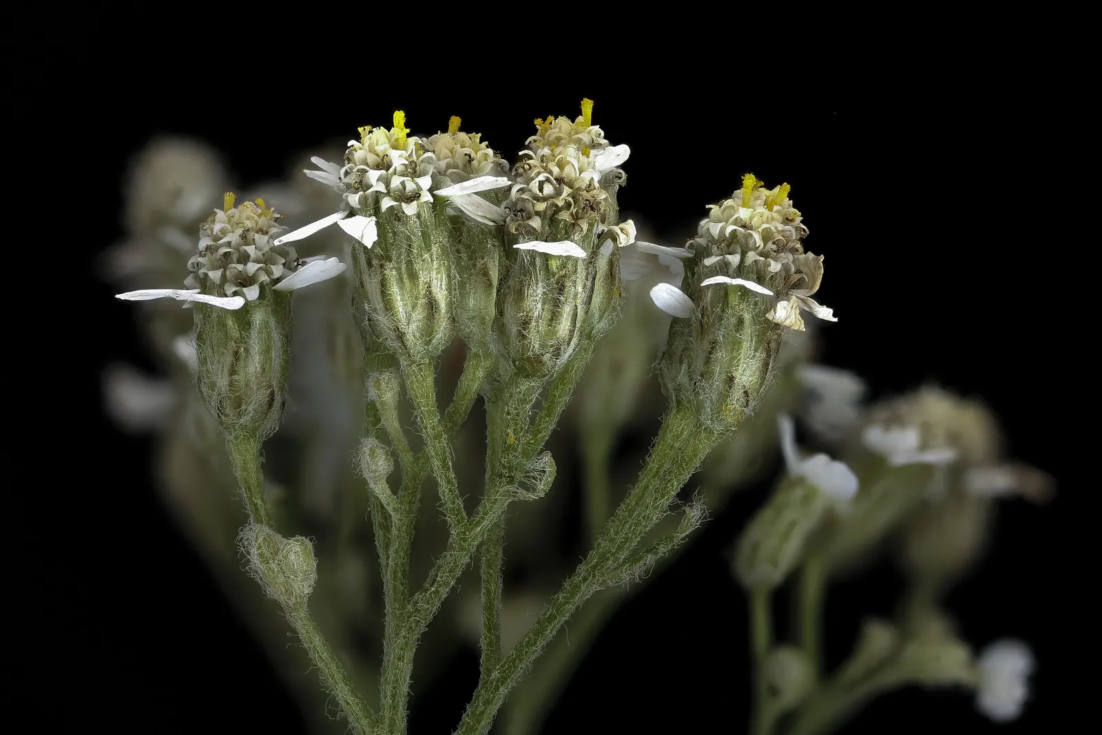 Yarrow Hybrids (Achillea Hybrids) — They boast feathery foliage and flat-topped flower clusters that bloom throughout the summer