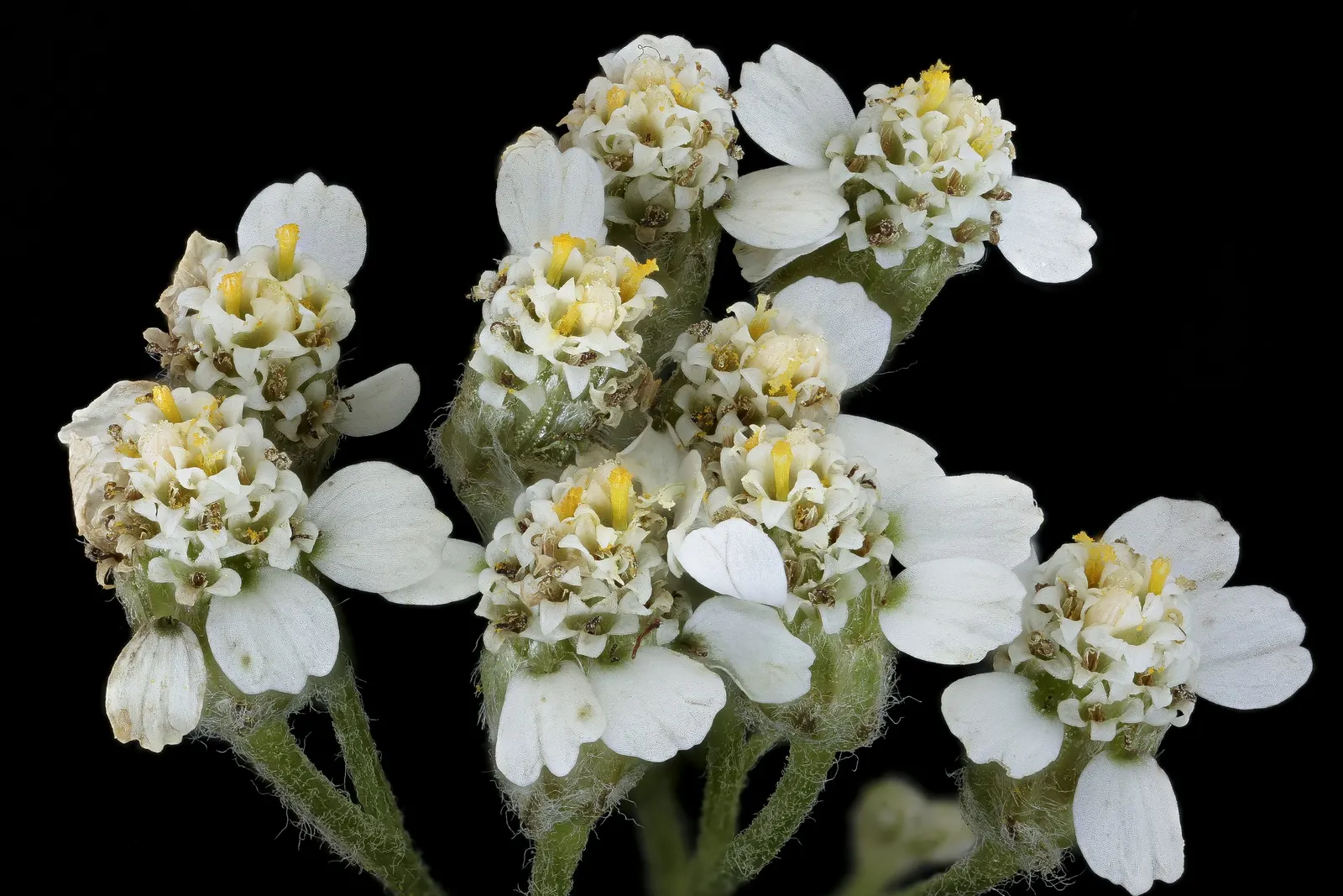 Yarrow Hybrids (Achillea Hybrids) — Yarrows attract butterflies and are ideal for borders