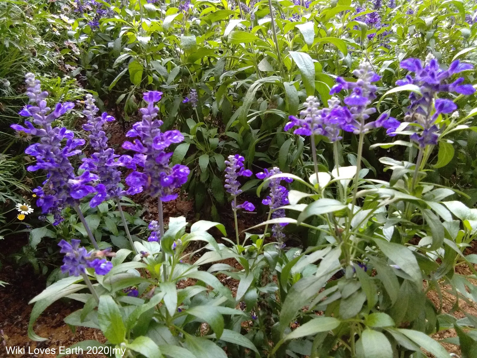 Lavender Fields Mealycup Sage (Salvia Farinacea 'Lavender Fields') — Prefers full sun and well-drained soil, with moderate drought tolerance once established