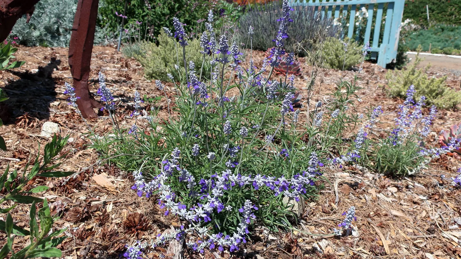 Lavender Fields Mealycup Sage (Salvia Farinacea 'Lavender Fields') — It boasts rich lavender-purple blooms from late spring to frost