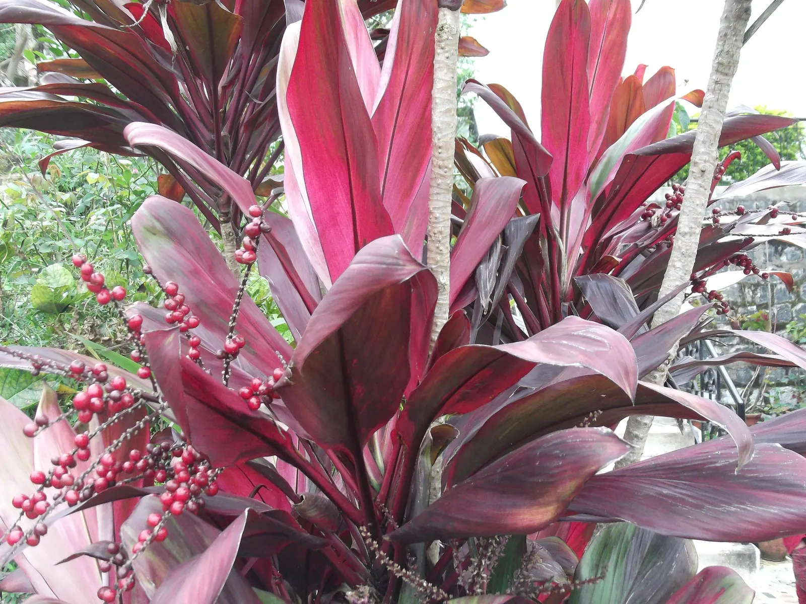 Hawaiian Ti Plant (Cordyline Terminalis) — from deep greens to variegated patterns of reds; perennial for full or half