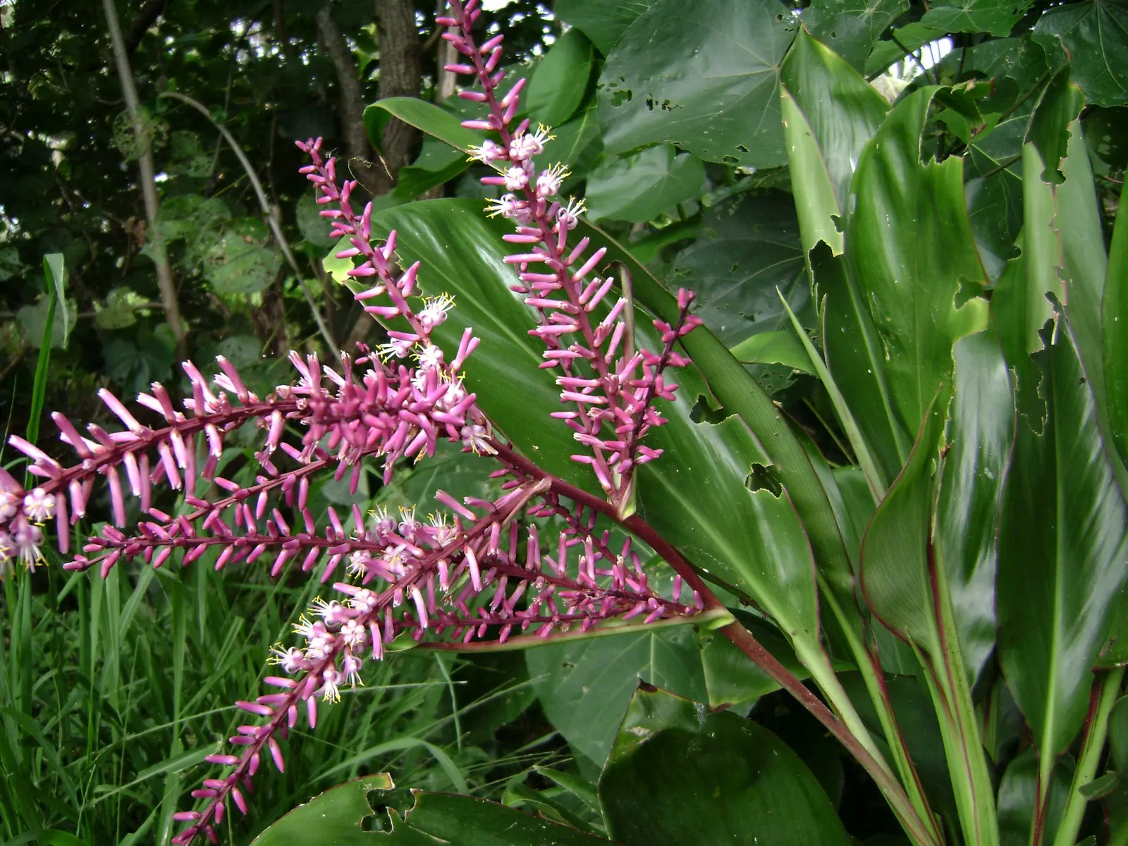 Hawaiian Ti Plant (Cordyline Terminalis) — vibrant leaves arching 1-2 ft long; consider placing it as a focal point or in groups to achieve a lush, image 47