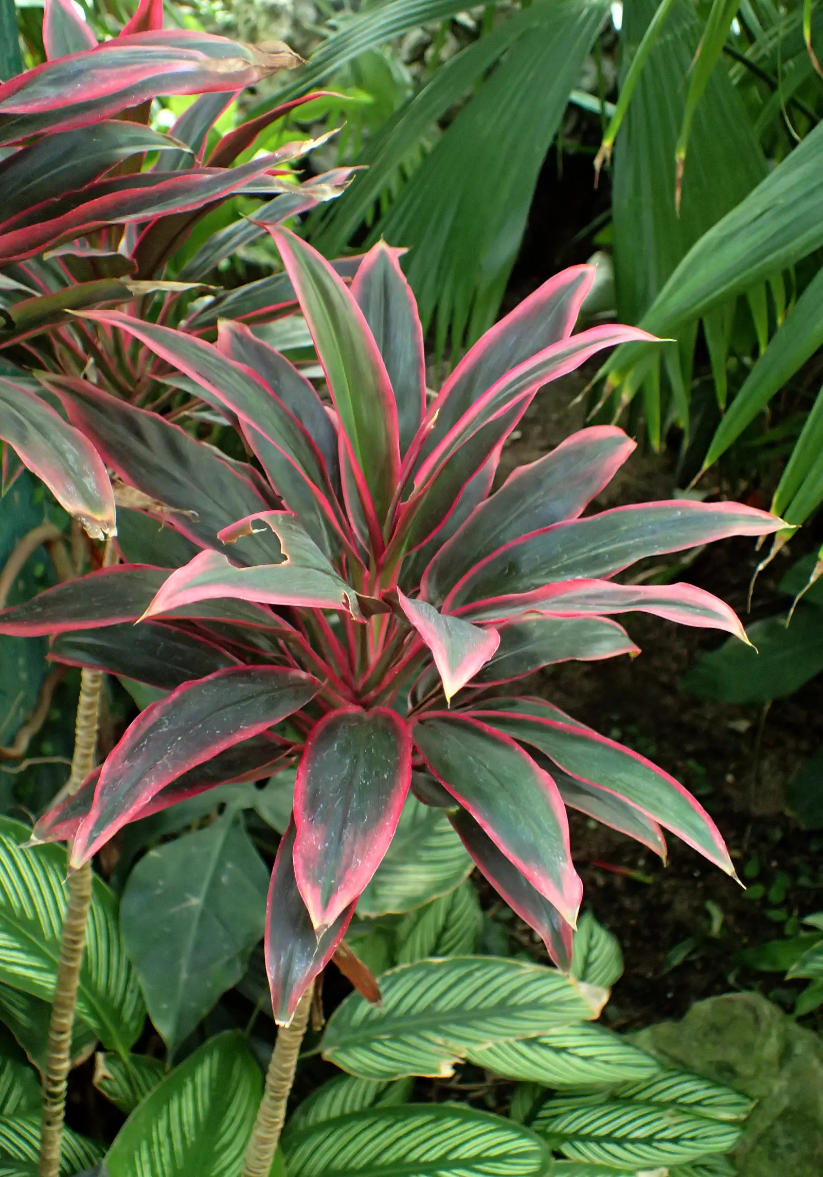 Hawaiian Ti Plant (Cordyline Terminalis) — from deep greens to variegated patterns of reds; perennial for full or half, image 54