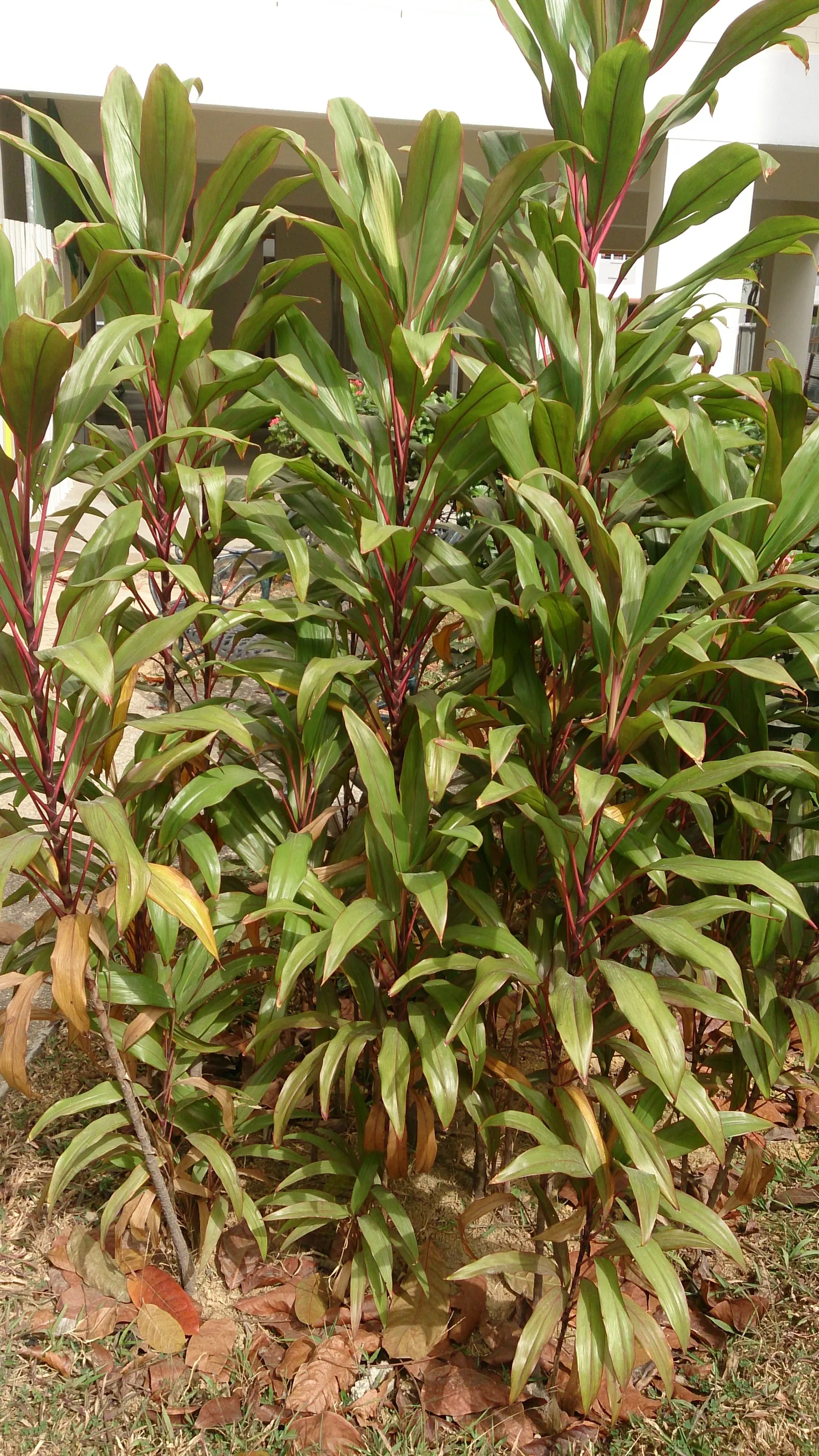 Hawaiian Ti Plant (Cordyline Terminalis) — Regular watering to maintain evenly moist soil and an application of a balanced; excellent for statement, image 147