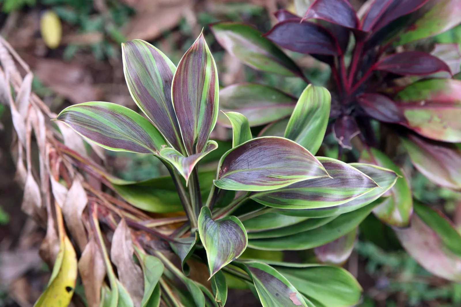 Hawaiian Ti Plant (Cordyline Terminalis) — imbues tropical flair with its evergreen; this striking accent thrives in well-drained soil with, image 31