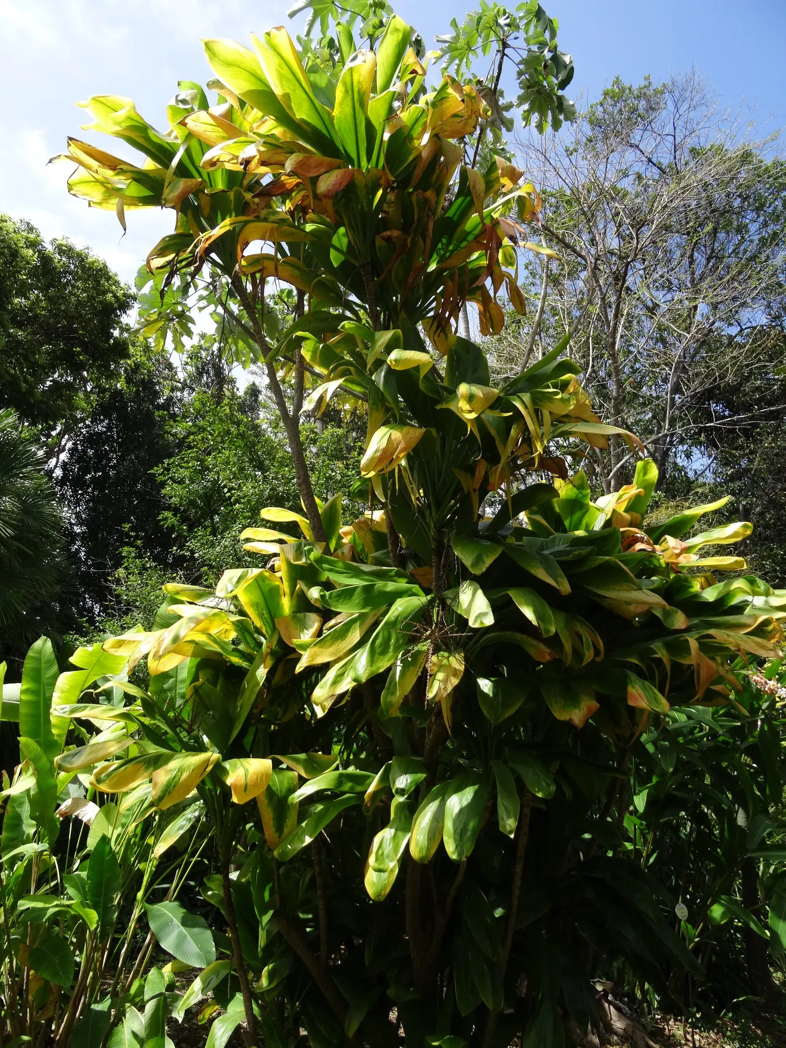 Hawaiian Ti Plant (Cordyline Terminalis) — this resilient and low-maintenance plant can become a captivating feature, image 118