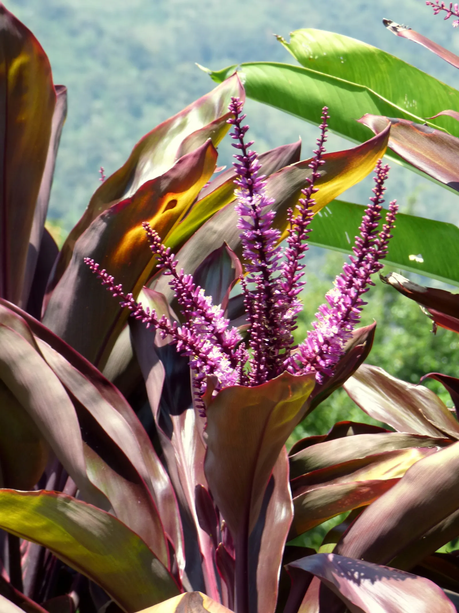Hawaiian Ti Plant (Cordyline Terminalis) — Prefers indirect sunlight, growing 3-10 ft high and 2-4 ft wide at maturity, image 183