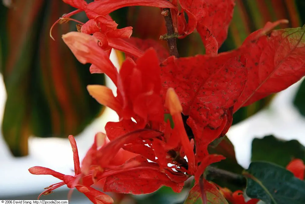 Hawaiian Ti Plant (Cordyline Terminalis) — Excellent for statement bordering or container planting, offering year-round foliage interest; from deep, image 51