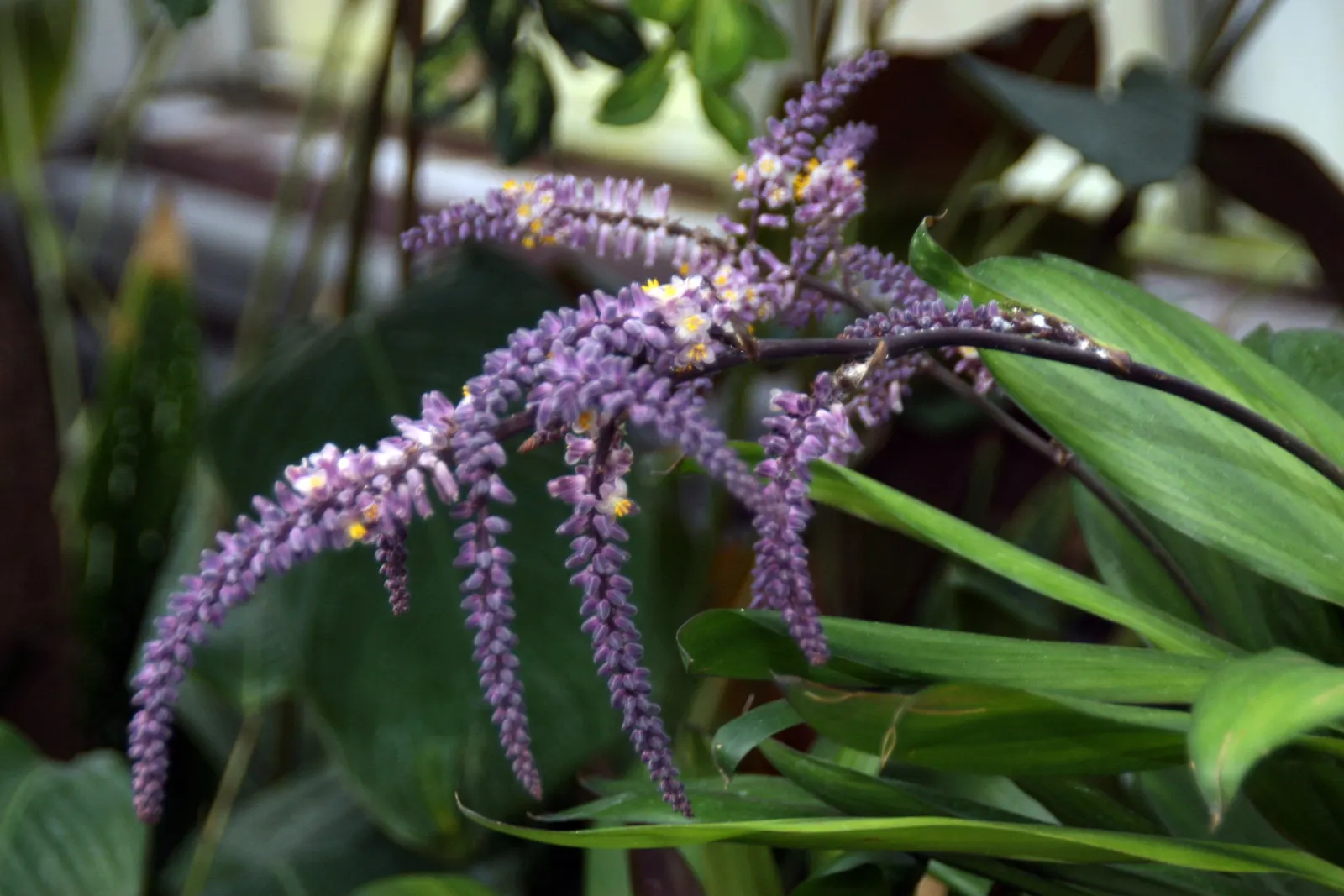 Hawaiian Ti Plant (Cordyline Terminalis) — imbues tropical flair with its evergreen; this striking accent thrives in well-drained soil with, image 196