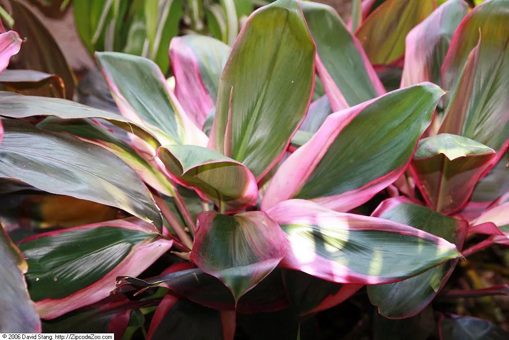 Hawaiian Ti Plant (Cordyline Terminalis) — indicating suitability for warmer climates or as a houseplant in cooler regions; cordyline fruticosa, image 130