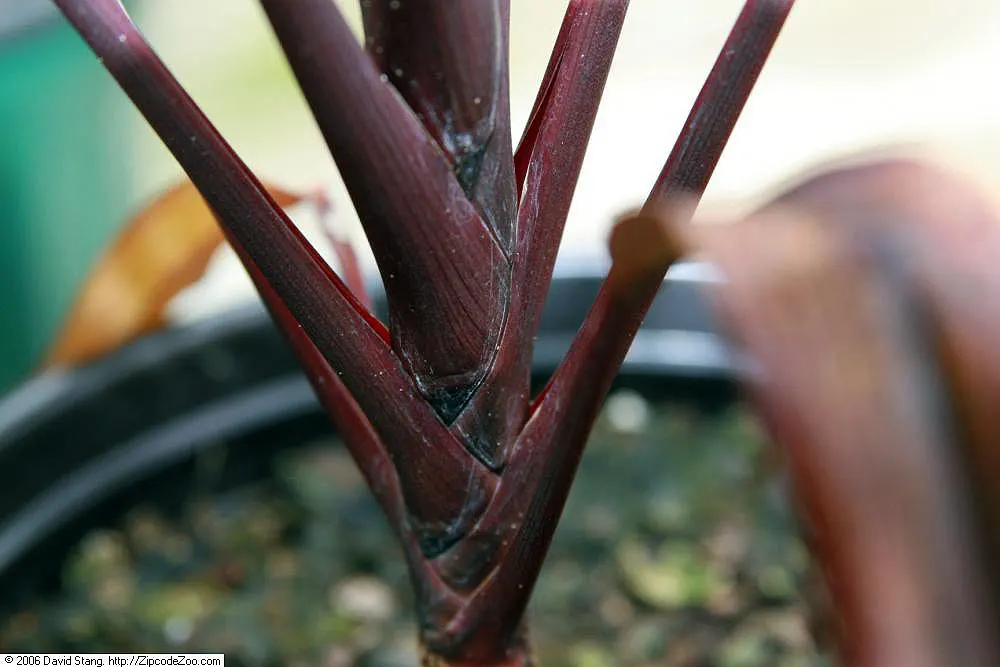 Hawaiian Ti Plant (Cordyline Terminalis) — consider placing it as a focal point or in groups to achieve a lush; enchanting both the client and, image 101