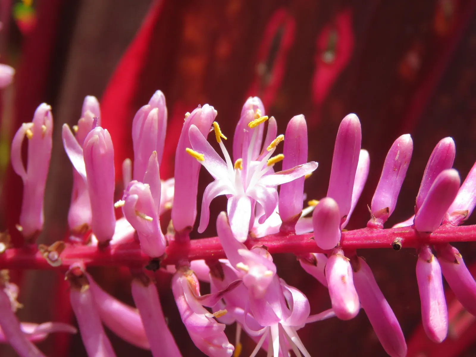 Hawaiian Ti Plant (Cordyline Terminalis) — from deep greens to variegated patterns of reds; perennial for full or half, image 84