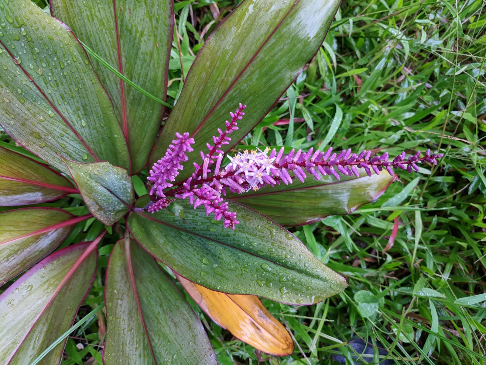 Hawaiian Ti Plant (Cordyline Terminalis) — indicating suitability for warmer climates or as a houseplant in cooler regions; cordyline fruticosa, image 85