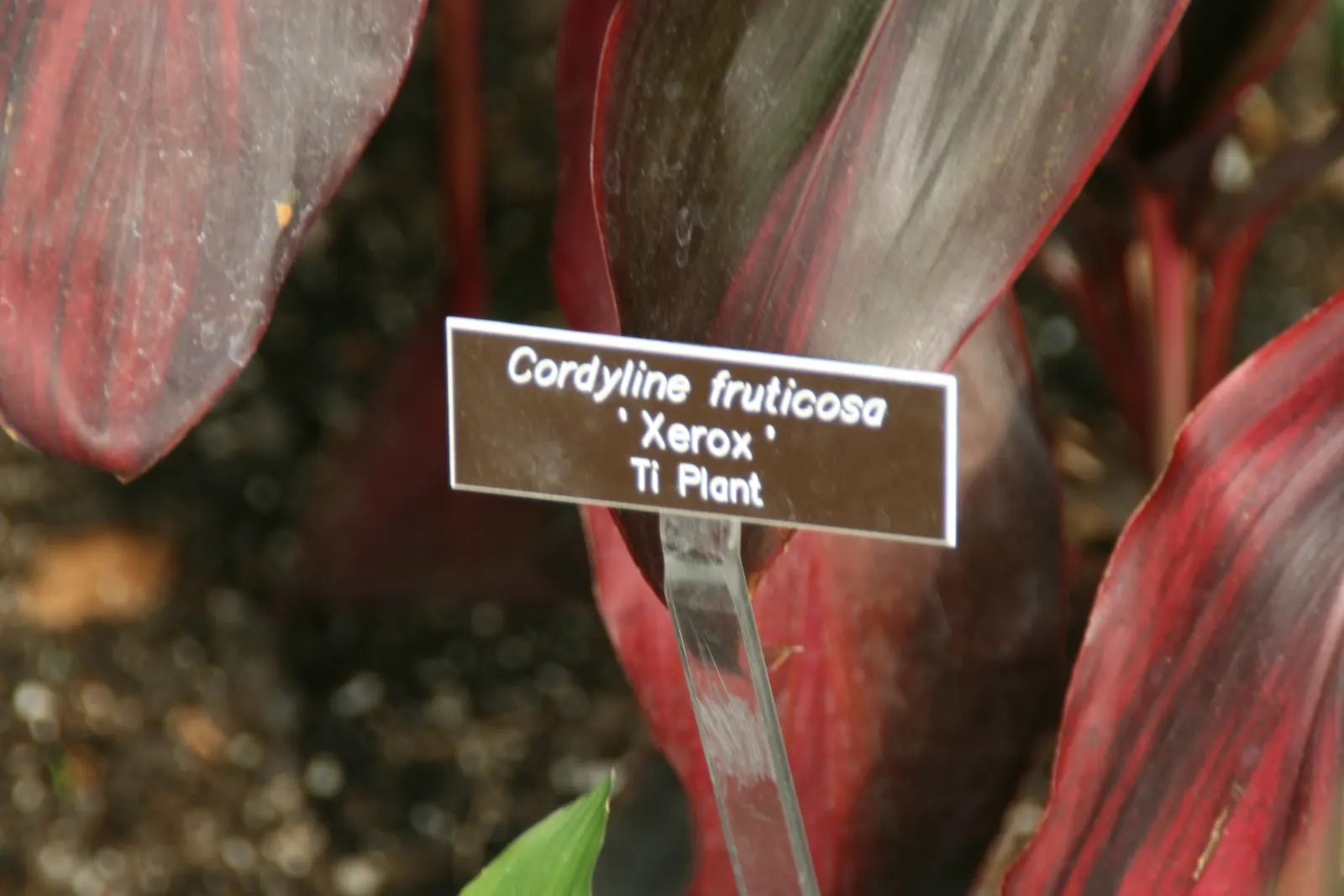 Hawaiian Ti Plant (Cordyline Terminalis) — Prefers indirect sunlight, growing 3-10 ft high and 2-4 ft wide at maturity