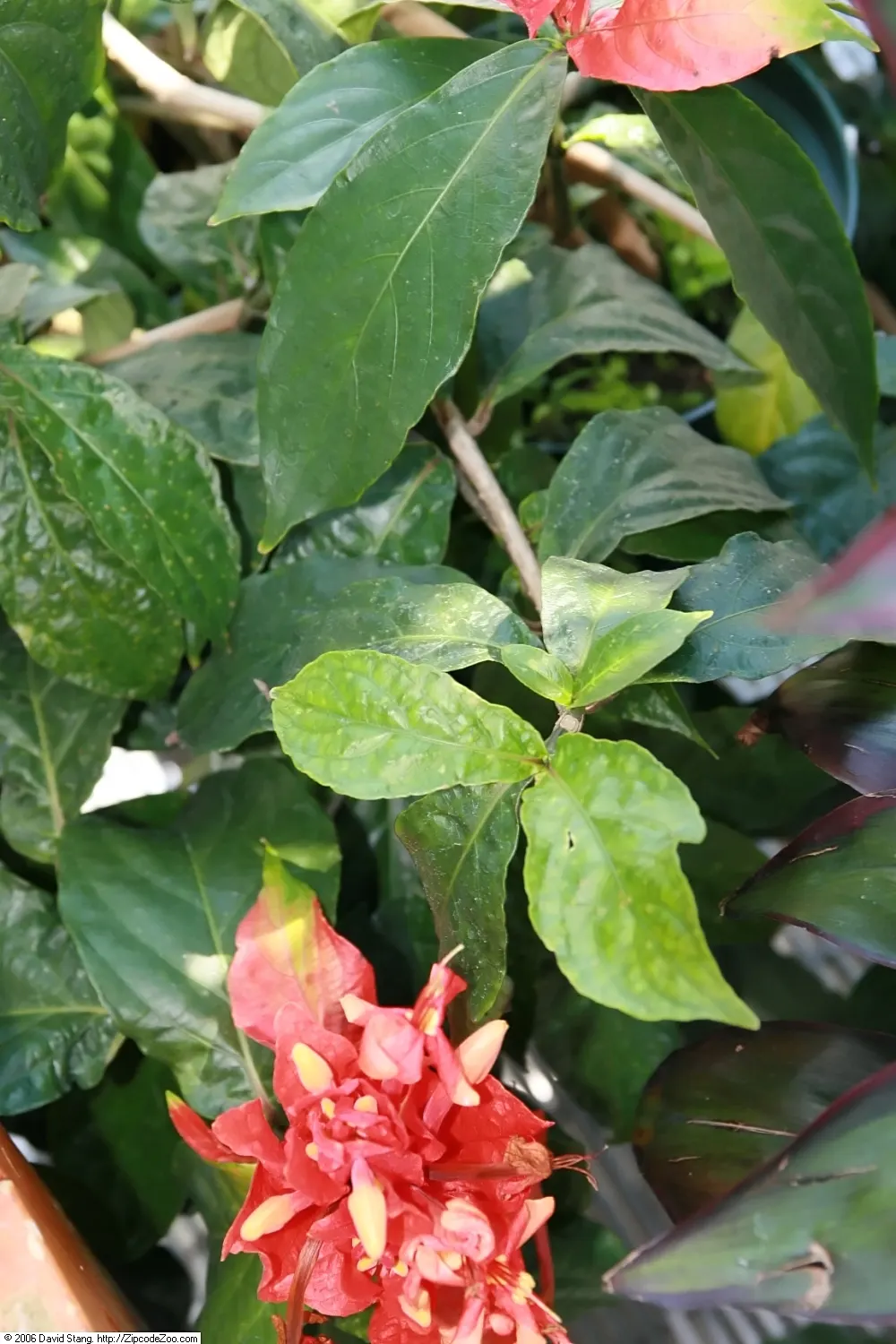 Hawaiian Ti Plant (Cordyline Terminalis) — perennial for full or half; regular watering to maintain evenly moist soil and an application of a, image 60