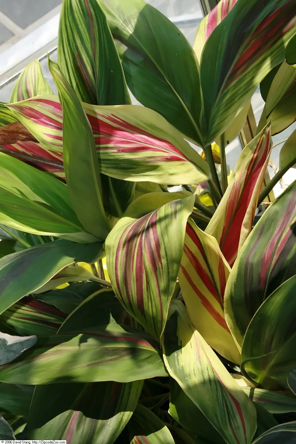 Hawaiian Ti Plant (Cordyline Terminalis) — Regular watering to maintain evenly moist soil and an application of a balanced; excellent for statement, image 177