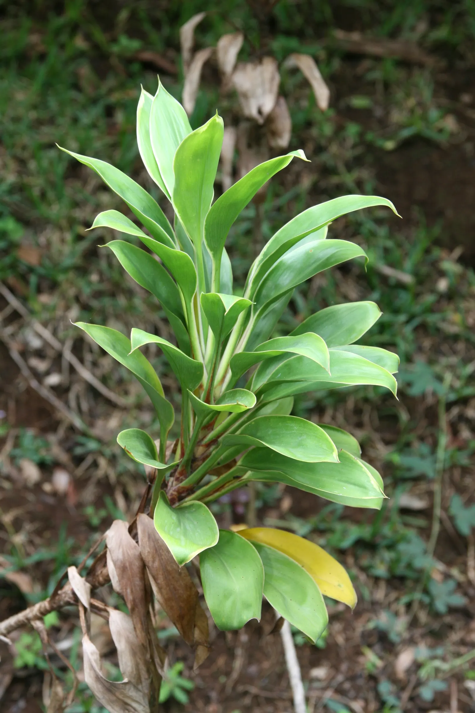 Hawaiian Ti Plant (Cordyline Terminalis) — enchanting both the client and visitors with its rich colors and striking appearance; seasonal blooms, image 179