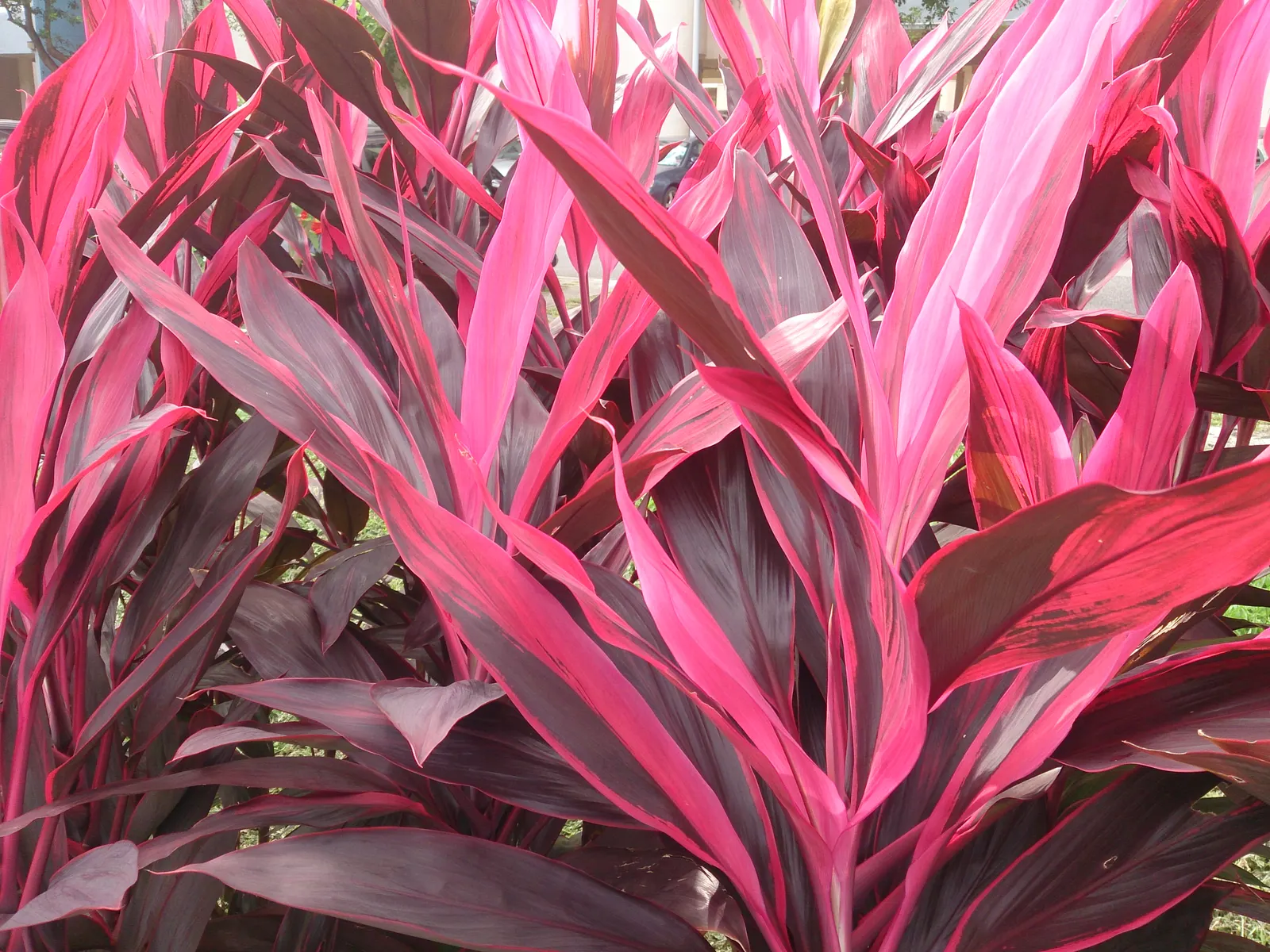 Hawaiian Ti Plant (Cordyline Terminalis) — from deep greens to variegated patterns of reds; perennial for full or half, image 114