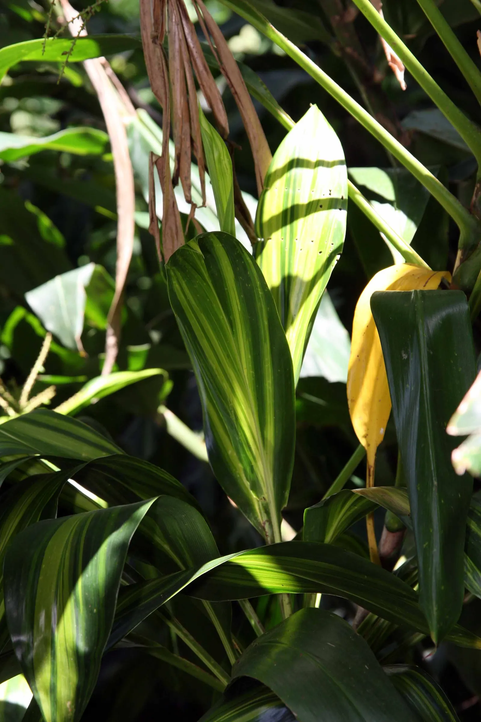Hawaiian Ti Plant (Cordyline Terminalis) — perennial for full or half; regular watering to maintain evenly moist soil and an application of a, image 105