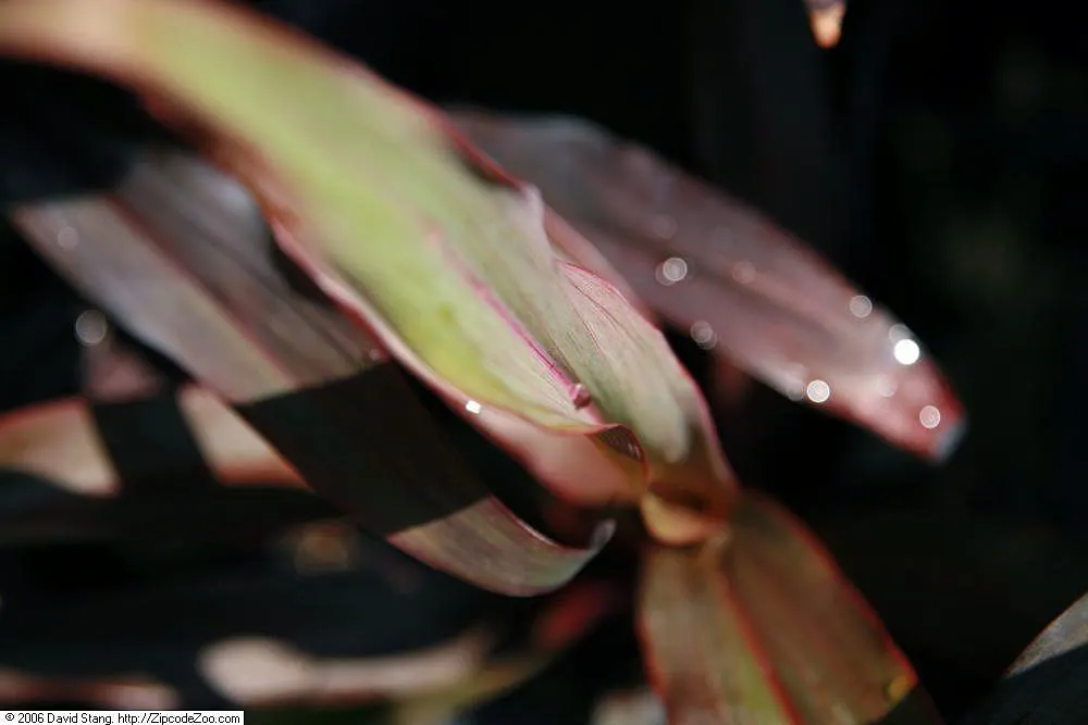 Hawaiian Ti Plant (Cordyline Terminalis) — vibrant leaves arching 1-2 ft long; consider placing it as a focal point or in groups to achieve a lush, image 77