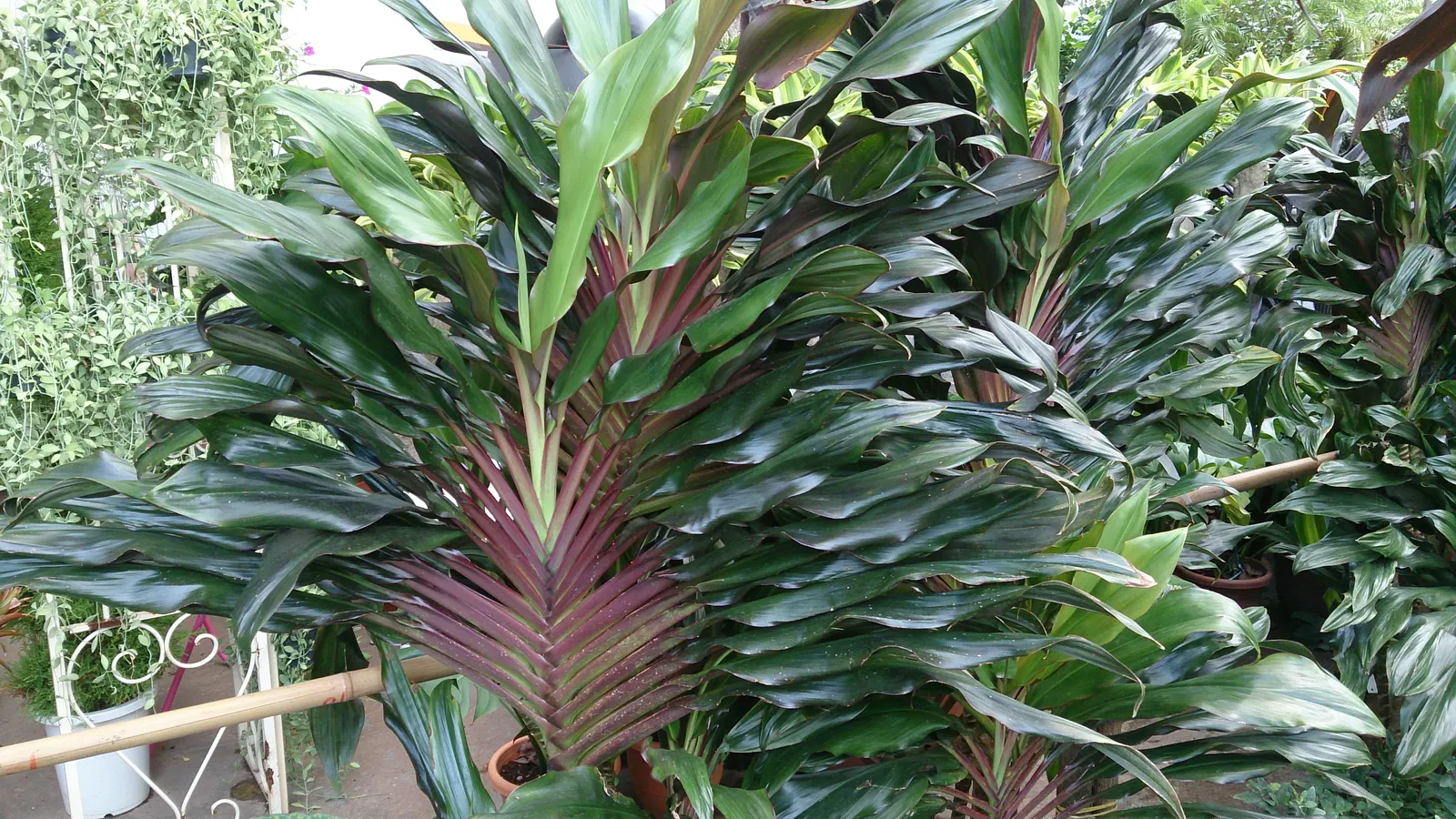Hawaiian Ti Plant (Cordyline Terminalis) — perennial for full or half; regular watering to maintain evenly moist soil and an application of a, image 75