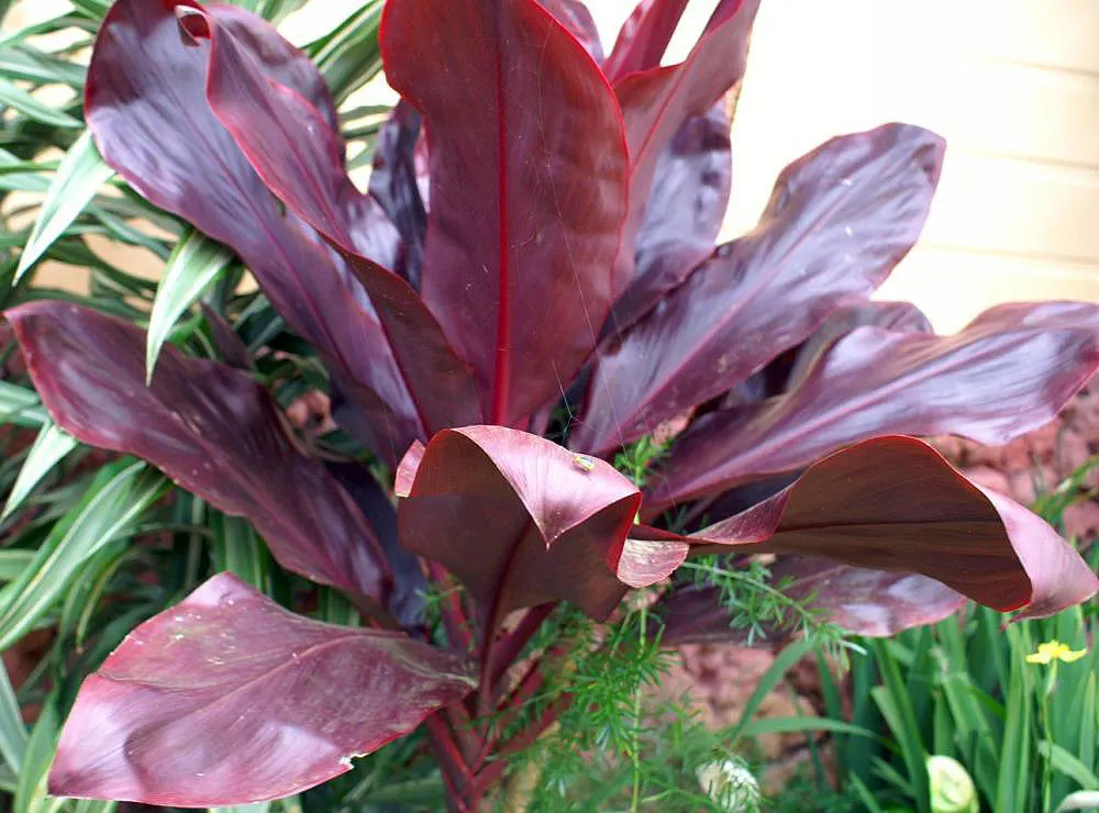Hawaiian Ti Plant (Cordyline Terminalis) — indicating suitability for warmer climates or as a houseplant in cooler regions; cordyline fruticosa, image 115