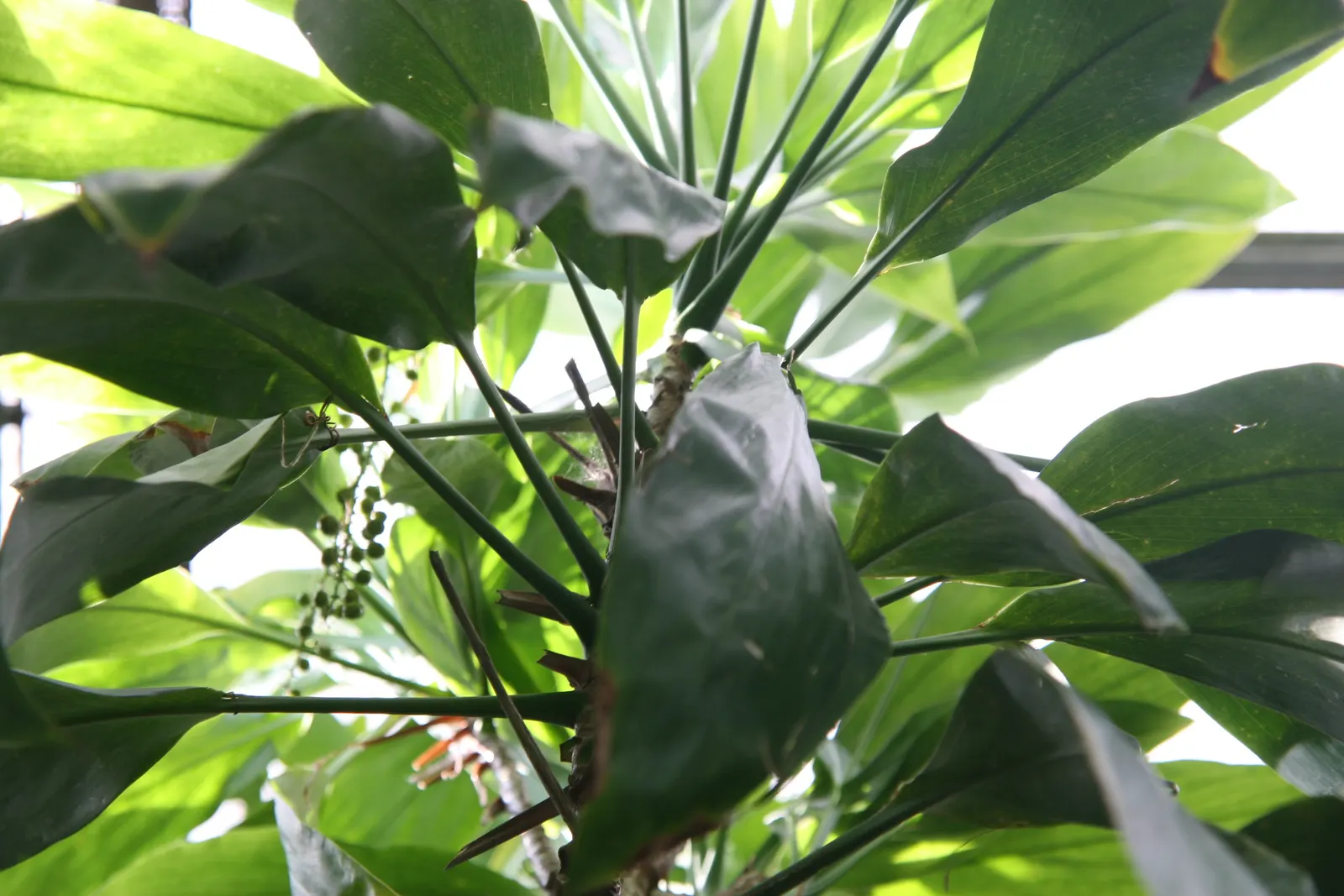 Hawaiian Ti Plant (Cordyline Terminalis) — The foliage presents in a stunning array of hues, image 113