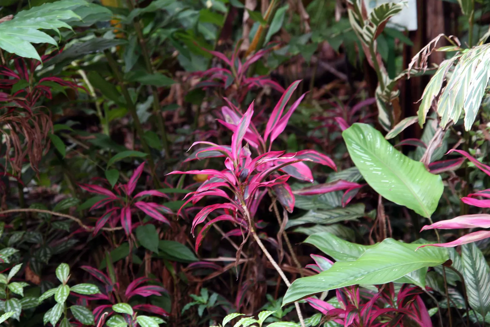 Hawaiian Ti Plant (Cordyline Terminalis) — Excellent for statement bordering or container planting, offering year-round foliage interest; from deep, image 111