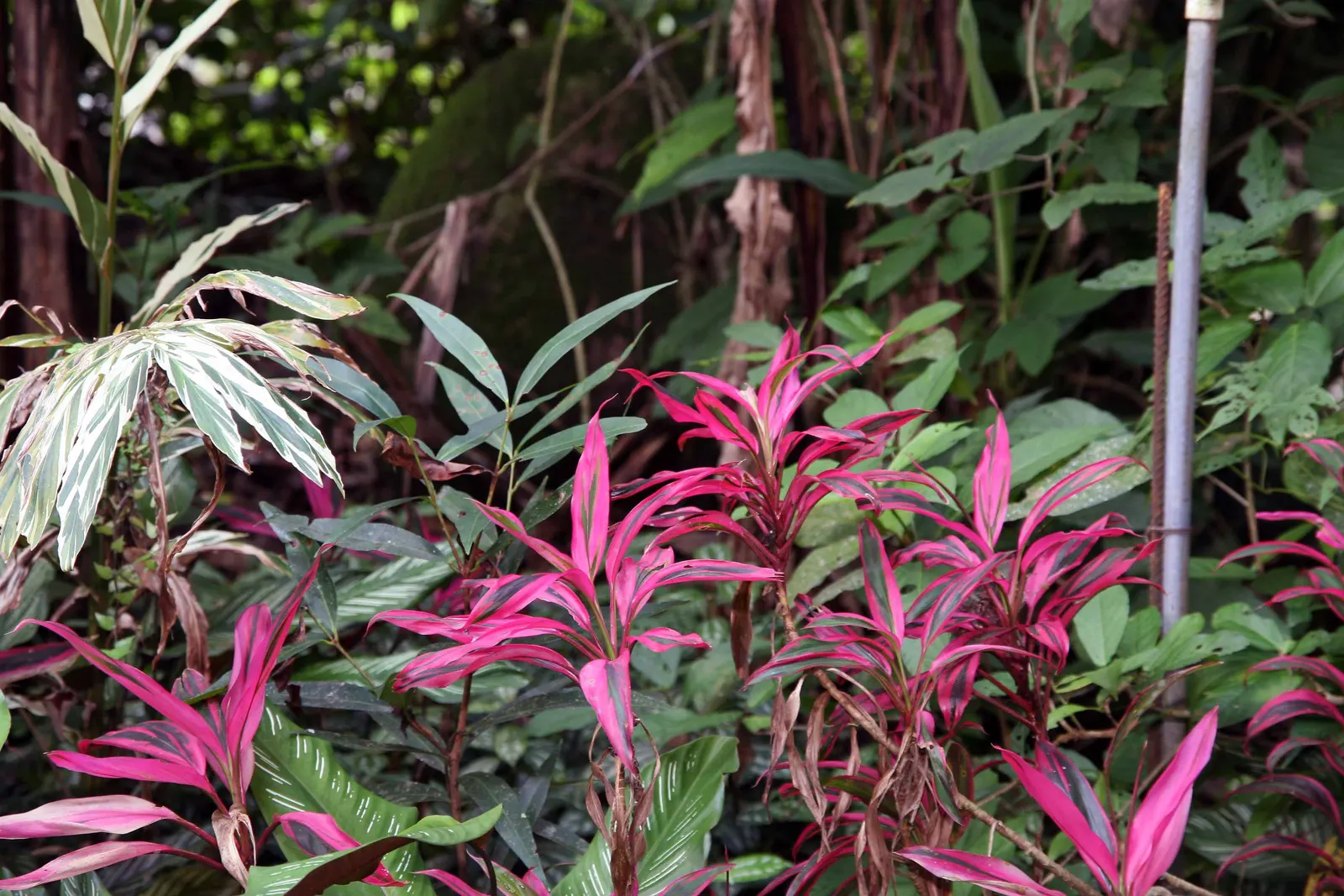 Hawaiian Ti Plant (Cordyline Terminalis) — indicating suitability for warmer climates or as a houseplant in cooler regions; cordyline fruticosa, image 70