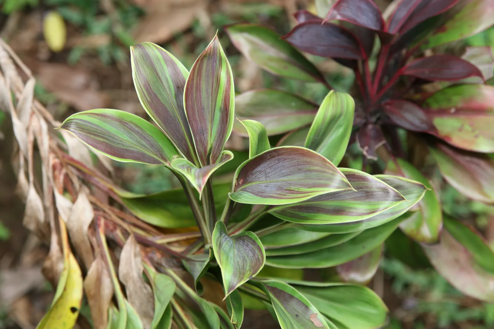 Hawaiian Ti Plant (Cordyline Terminalis) — this resilient and low-maintenance plant can become a captivating feature, image 43