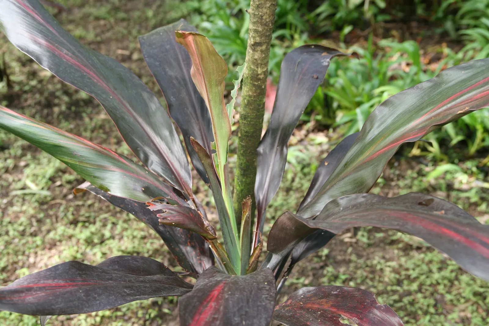 Hawaiian Ti Plant (Cordyline Terminalis) — consider placing it as a focal point or in groups to achieve a lush; enchanting both the client and visitors with