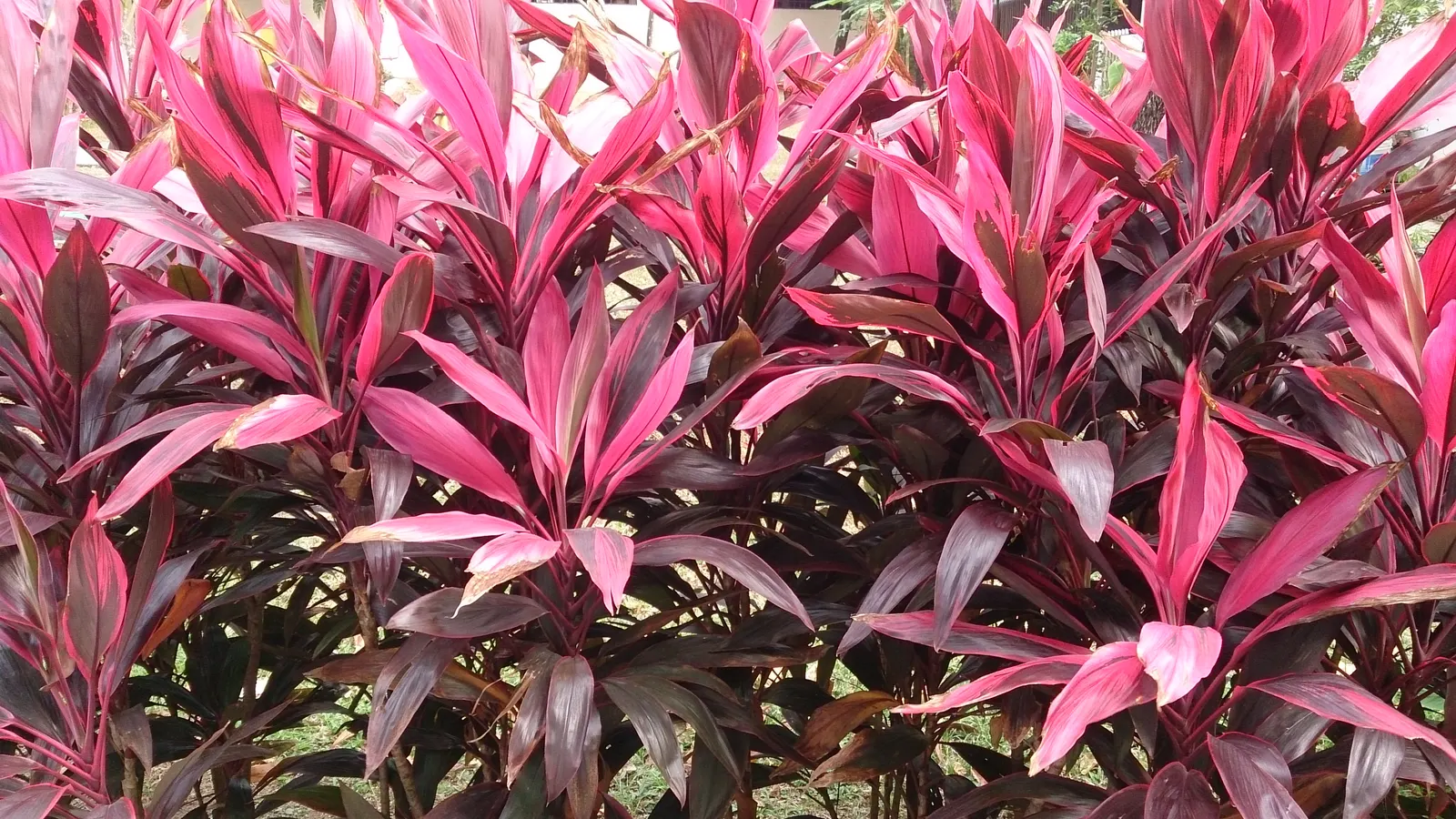 Hawaiian Ti Plant (Cordyline Terminalis) — This striking accent thrives in well-drained soil with moderate water; indicating suitability for warmer, image 184